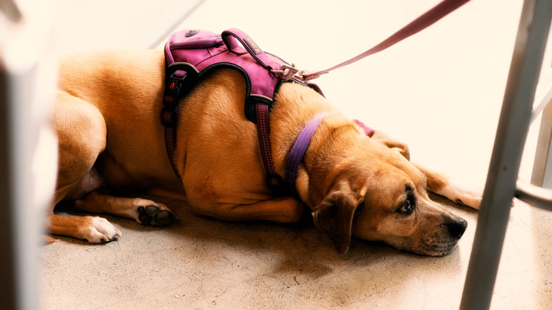 pets-1